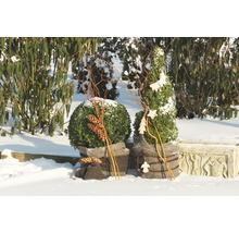 Winterliche Gartenszene mit zwei dekorierten Buchsbaumkugeln und Zapfen