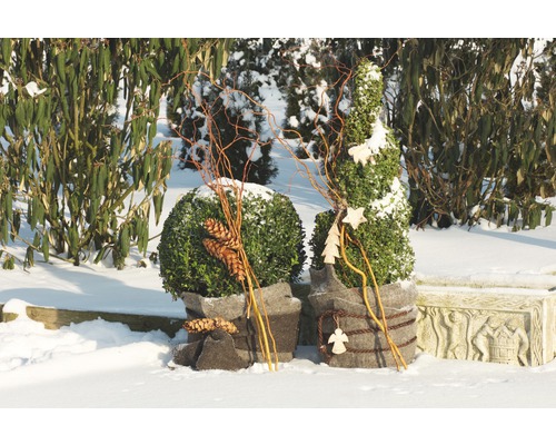 Winterliche Gartenszene mit zwei dekorierten Buchsbaumkugeln und Zapfen