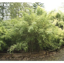 Bambus Pflanzen im Garten