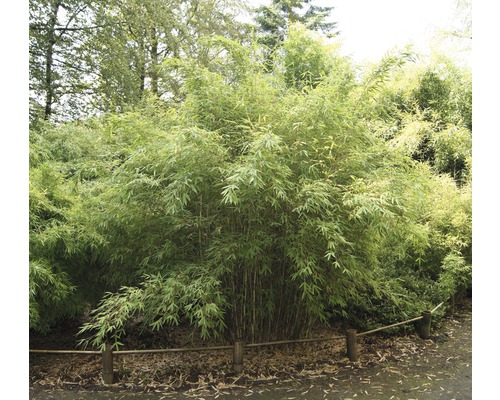 Bambus Pflanzen im Garten
