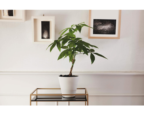 Geldbaum im weißen Topf auf einem goldenen Beistelltisch vor einer weißen Wand