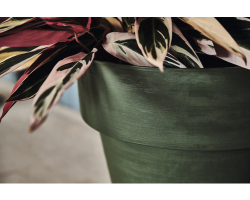 Zimmerpflanze in einem Blumentopf