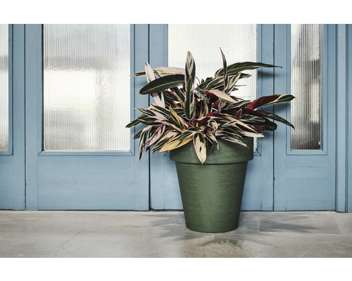 Stromanthe Triostar Zimmerpflanze in einem Pflanzgefäß vor einer Tür