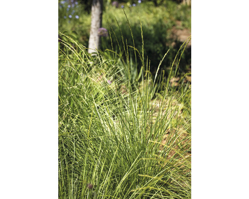 Büschel von Ziergras im Garten