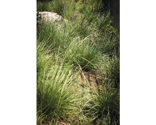 Nahaufnahme von Ziergras im Garten