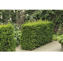 Grüne Hecke im Garten als Sichtschutz