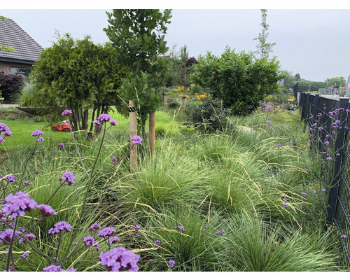 Gartenszene mit Ziergräsern, blühenden Pflanzen und verschiedenen Sträuchern