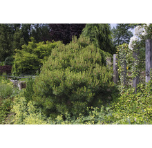 Schling-, Kletterpflanze Zwerg-Latsche/Pinus mugo pumilio 20 cm, im Topf