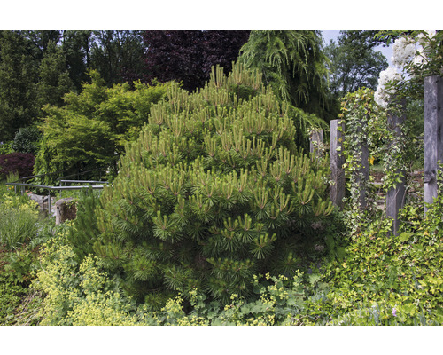 Schling-, Kletterpflanze Zwerg-Latsche/Pinus mugo pumilio 20 cm, im Topf ab 10 Stück