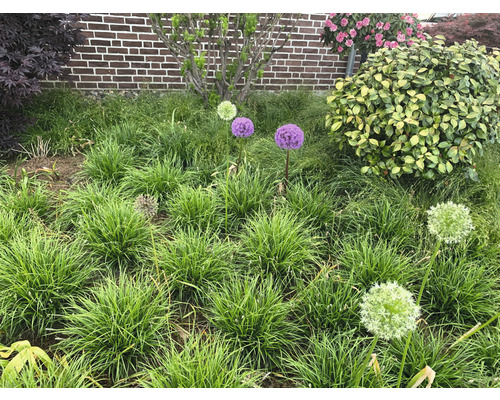 Garten mit Zierlauch und verschiedenen Pflanzen