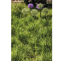 Blühende Zierlauchpflanzen im Garten