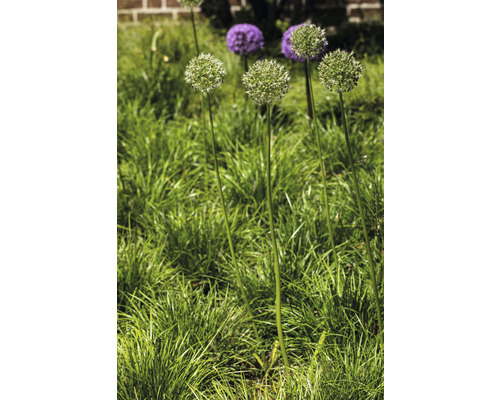 Blühende Zierlauchpflanzen im Garten