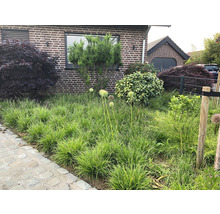 Vorgarten mit Ziergräsern, Zierlauch und Sträuchern vor einem Wohnhaus