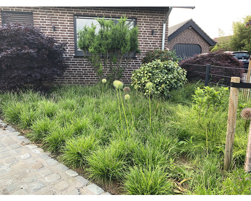 Vorgarten mit Ziergräsern, Zierlauch und Sträuchern vor einem Wohnhaus