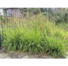 Dekorative Segge Pflanzen im Garten.