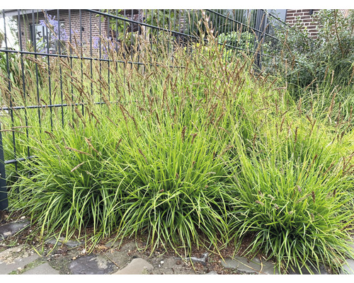 Dekorative Segge Pflanzen im Garten.
