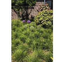 Garten mit Zierlauch und Ziergräsern vor einer Hauswand