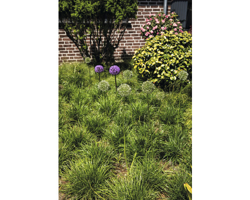 Garten mit Zierlauch und Ziergräsern vor einer Hauswand