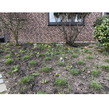 Gartenbeet mit jungen Pflanzen und Blumen im Frühling vor einer Hauswand.