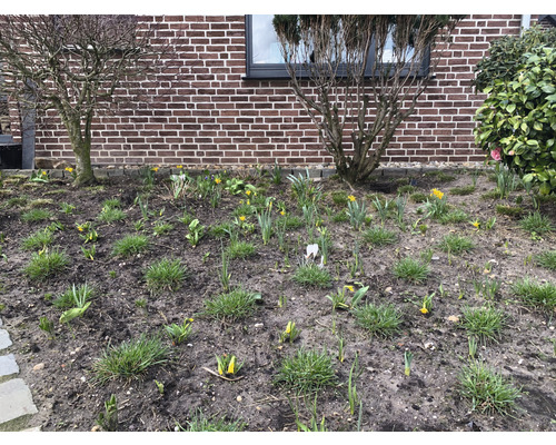 Gartenbeet mit jungen Pflanzen und Blumen im Frühling vor einer Hauswand.