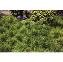 Garten mit Zierlauchpflanzen im Gras