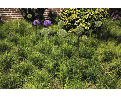 Garten mit Zierlauchpflanzen im Gras