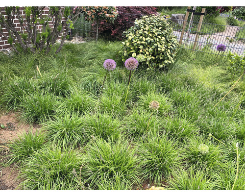 Nahaufnahme eines Gartens mit verschiedenen Pflanzen und Blumen