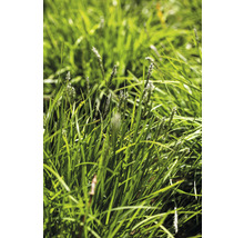 Nahaufnahme von Gräsern im Garten