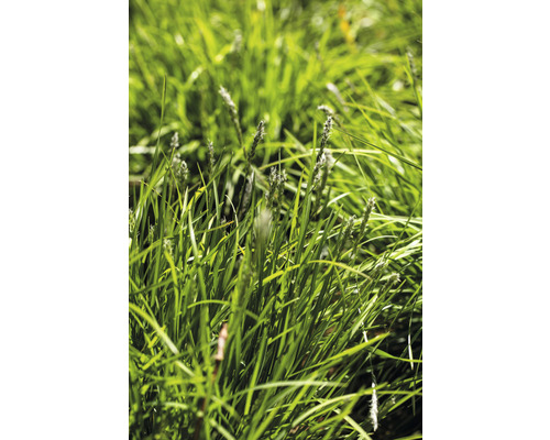 Nahaufnahme von Gräsern im Garten