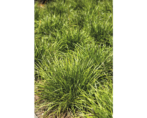 Büschel von Ziergras im Garten