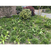 Ein Garten mit Gras, Tulpen und anderen Pflanzen