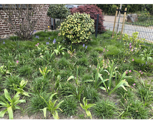 Ein Garten mit Gras, Tulpen und anderen Pflanzen
