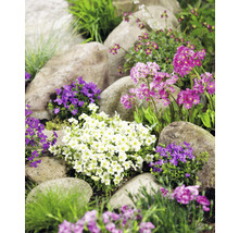 Gartenlandschaft mit Steinen und verschiedenen blühenden Pflanzen