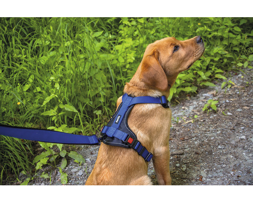 Hund mit Kärtile Hundegeschirr und Leine im Freien