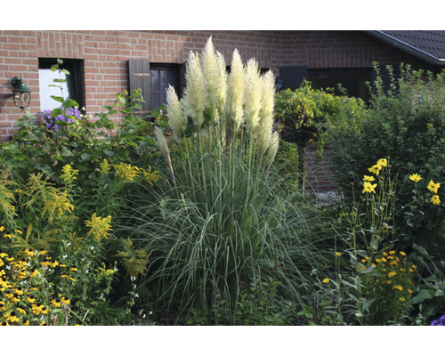 Pampasgras 'Senior' FloraSelf Cortaderia selloana 'Senior' H 20-120 cm Co 6 L Pampasgras im Garten mit Blumen und Pflanzen