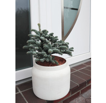 Blaufichte im weißen Blumentopf vor einer Tür