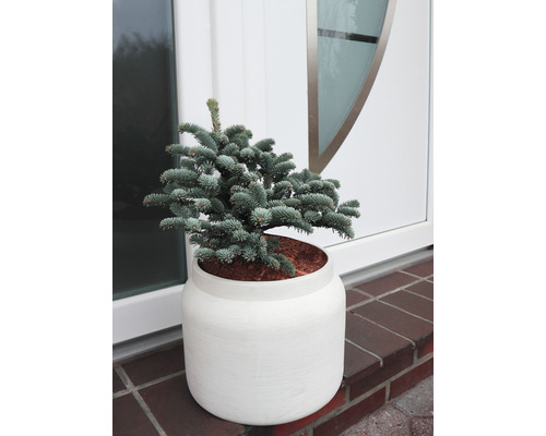 Blaufichte im weißen Blumentopf vor einer Tür