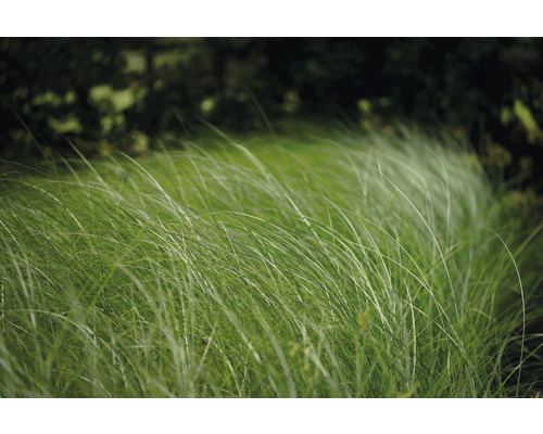 Feinhalm Chinaschilf FloraSelf Miscanthus sinensis 'Gracillimus' H 10-100 cm Co 3 L Gräser im Garten