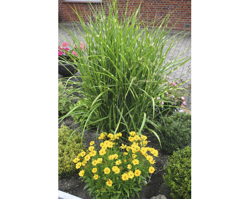 Gartenszene mit Zebragras und gelben Blumen