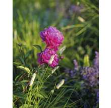 Nahaufnahme einer rosa Pfingstrose im Garten