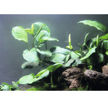 Aquariumpflanze mit grünen Blättern und weißen Blütenständen