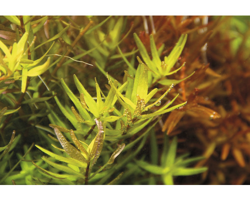 Aquarienpflanze mit länglichen Blättern