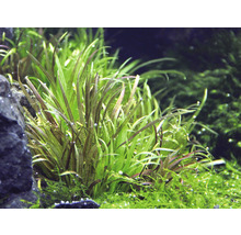 Aquarium mit Zwergpfeilkraut und Moos