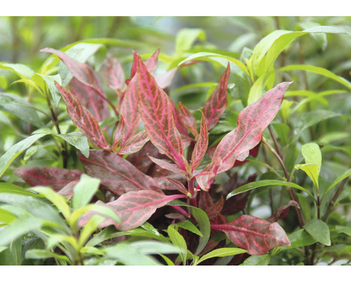 Pflanze mit auffälligen Blättern