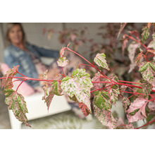 Nahaufnahme einer panaschierten Ahorn-Pflanze mit rötlichen Stielen und grün-rosa Blättern.