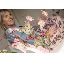 Dekorativer Ahornbaum mit rosa und grünen Blättern im Garten.