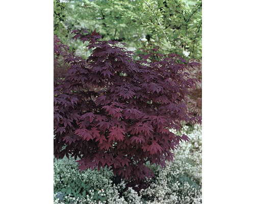 Roter Fächerahorn Acer palmatum 'Atropurpureum' H 60-80 cm Co 6,5 L