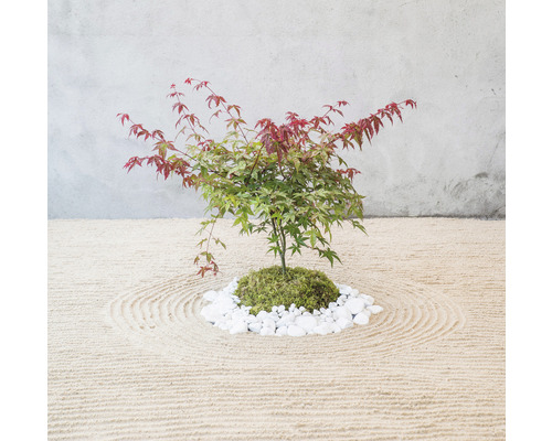 Japanischer Ahorn Bonsai auf Sandbett mit weißen Steinen
