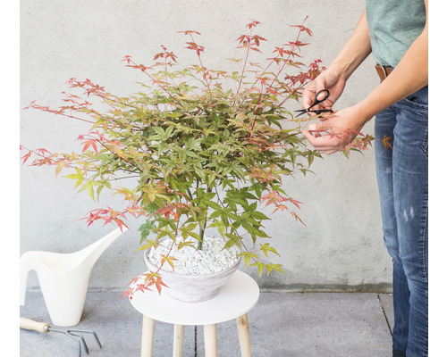 Japanischer Ahorn im Topf wird mit einer Gartenschere geschnitten, Gießkanne und Gartengeräte
