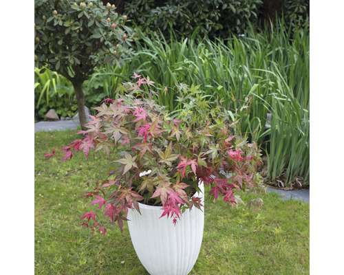 Japanischer Ahorn in einem weißen Pflanzgefäß auf einer Rasenfläche